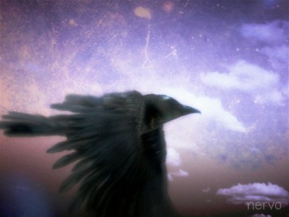 fox_00105